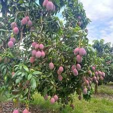 Miyazaki Mango Plant Manufacturer & Supplier in India